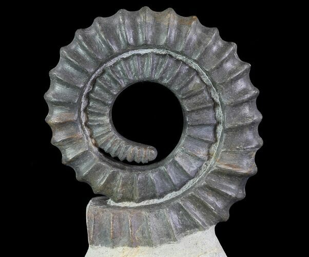 Devonian Ammonite (Anetoceras) - Morocco #64455